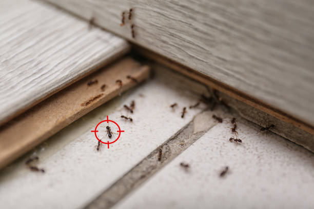 Best Wasp Removal Services  in Charleston, MO